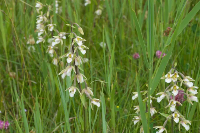 Tijdens de excursie ziet u de orchissen in ons natuurgebied.