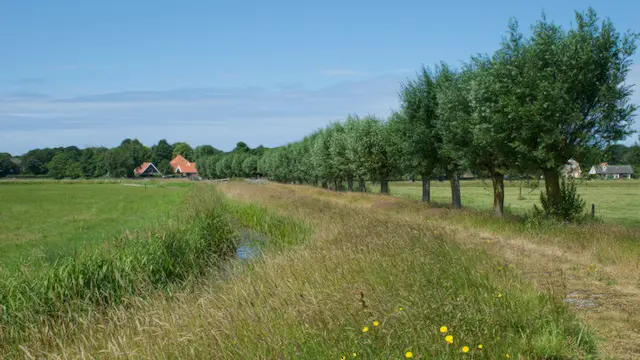 Uitzicht op een rij knotwilgen met daarvoor een boerenlandweg, dat is het Karhok.