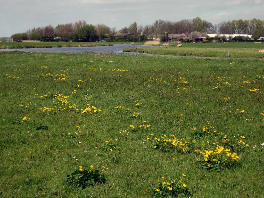 Tijdens de excursie ziet u het uitzicht over de Oude Ven.
