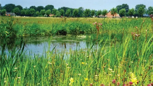 Zicht op een waterpoel in een weiland. Dit is natuurgebied de Hooge Weide.