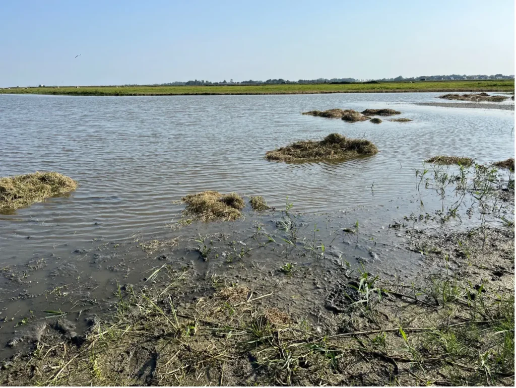 Tijdens de excursie ziet u een plasdras vogelweide.