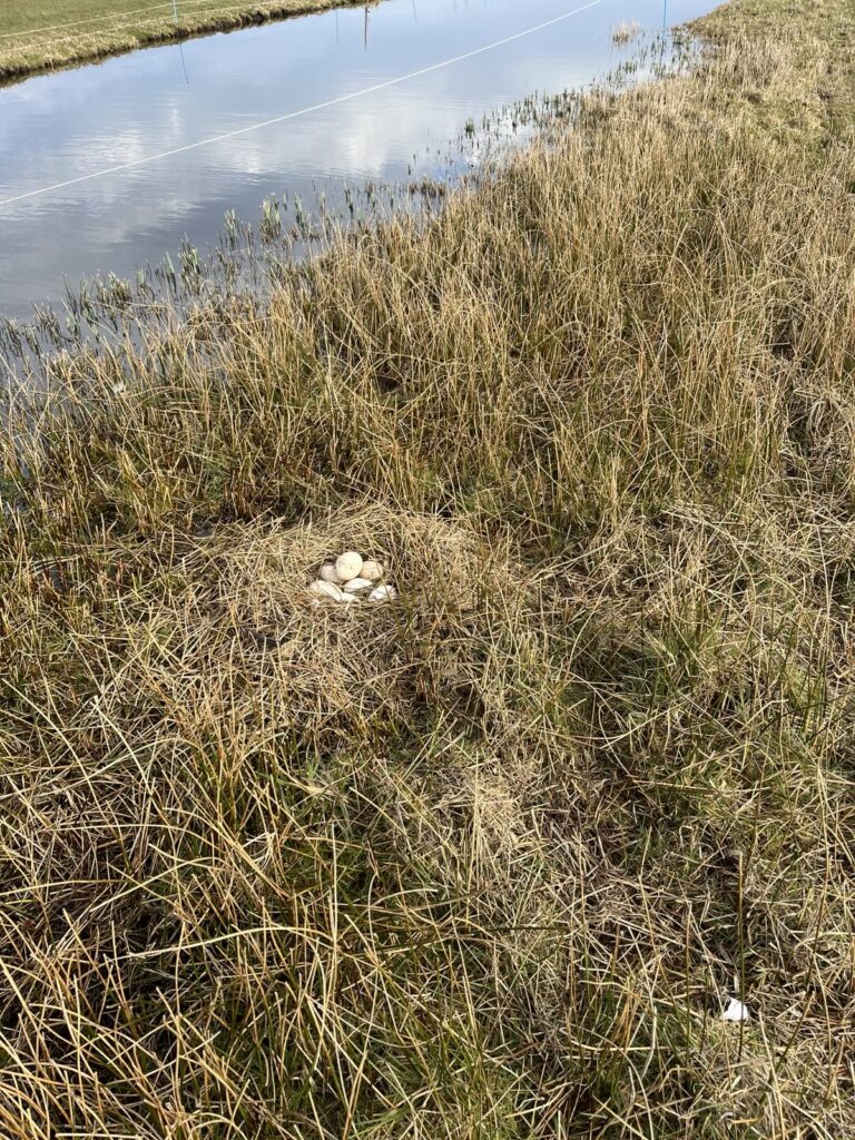 Nest met ganzeneieren
