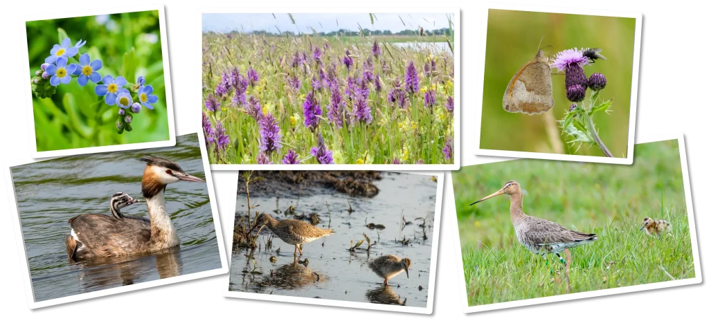 Wilt u ons ondersteunen? Onderteken voor behoud van hazen, grutto’s, tureluurs, eenden, zandoogjes, rietorchis, grote ratelaar en het moerasvergeetmenietje