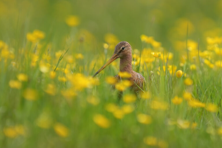 Close-up van Grutto in het gras.