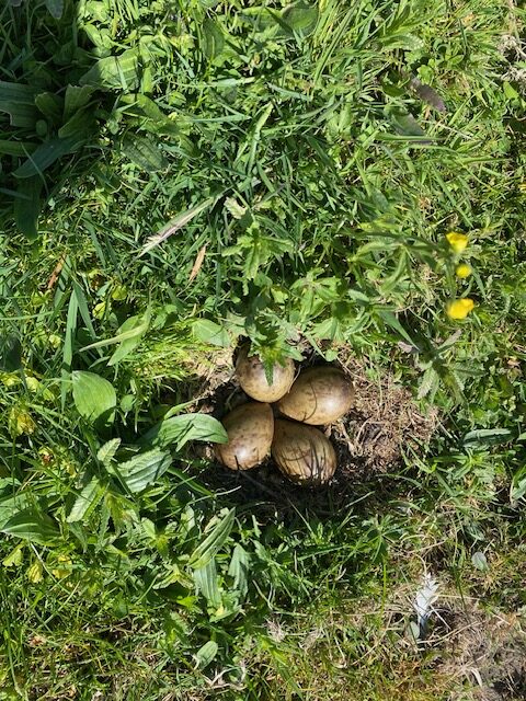 Nest met grutto eieren