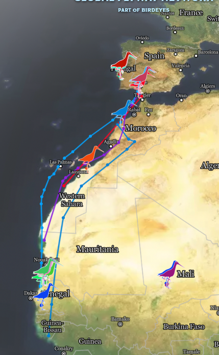 De terugkeer van de grutto uit Afrika via zuid-Europa.